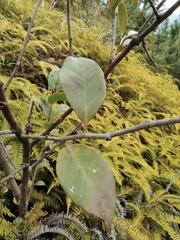 Vaccinium bracteatum