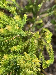 Agathosma geniculata