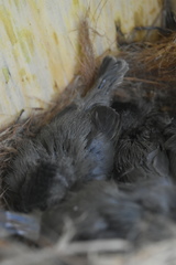 Baeolophus atricristatus