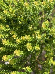 Agathosma geniculata