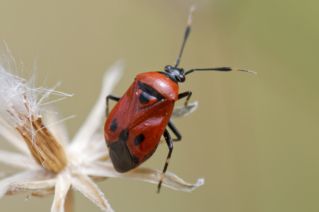 Deraeocoris punctum