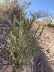 Mortonia scabrella