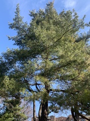 Pinus strobus