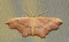 Idaea emarginata