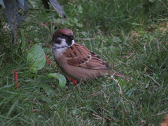 Passer montanus