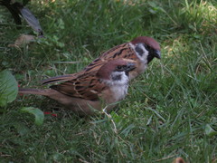Passer montanus