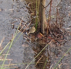 Phylloscopus collybita