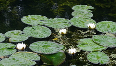 Nymphaea candida