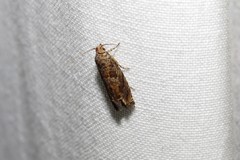 Epiblema abruptana