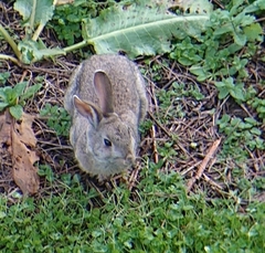 Oryctolagus cuniculus