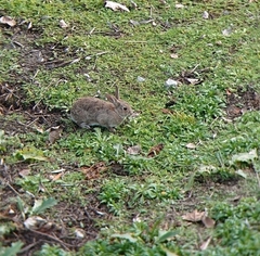 Oryctolagus cuniculus