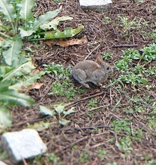 Oryctolagus cuniculus