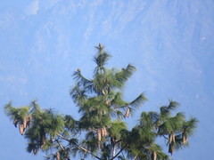 Chloris spinoides