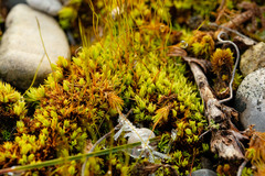 Tortella inclinata