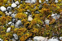 Tortella inclinata