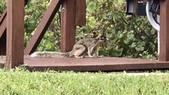 Sciurus niger shermani