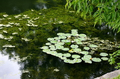 Nymphaea candida