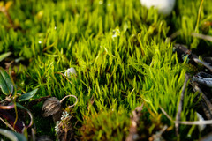 Flexitrichum flexicaule