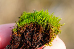 Flexitrichum flexicaule