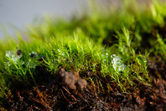 Flexitrichum flexicaule