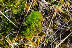 Flexitrichum flexicaule