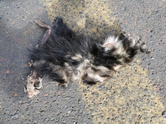 Spilogale angustifrons