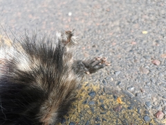 Spilogale angustifrons