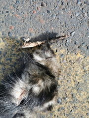 Spilogale angustifrons