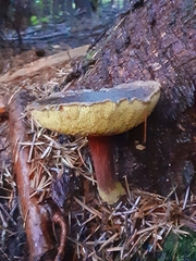 Xerocomellus atropurpureus