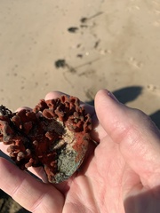 Clathria