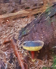 Xerocomellus atropurpureus