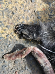 Spilogale angustifrons