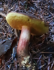 Xerocomellus atropurpureus