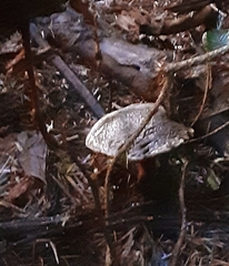 Xerocomellus atropurpureus