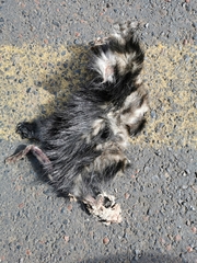 Spilogale angustifrons