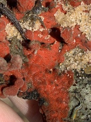 Clathria