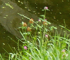 Trifolium pratense