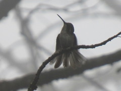 Lampornis viridipallens