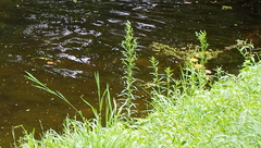 Erigeron canadensis