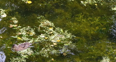 Anas platyrhynchos