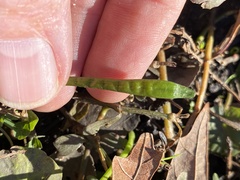 Lilaeopsis carolinensis