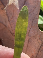 Lilaeopsis carolinensis