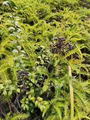 Vaccinium bracteatum