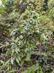 Vaccinium bracteatum