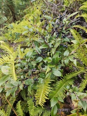 Vaccinium bracteatum