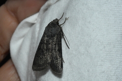 Euxoa comosa
