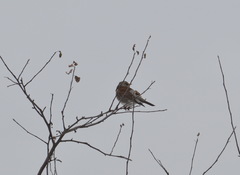 Turdus pilaris