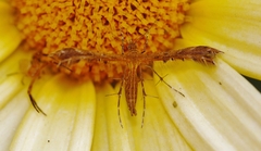 Stenodacma wahlbergi