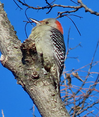 Melanerpes carolinus