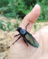 Microstylum oberthurii